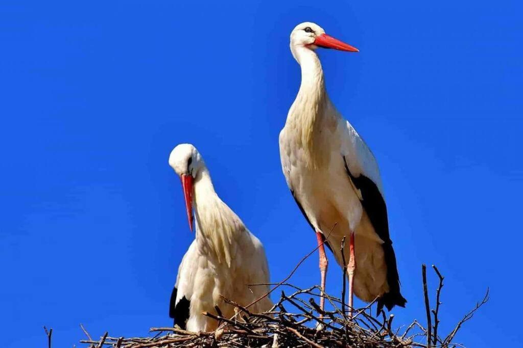 Appartamento Aux Cigognes De Blotzheim Esterno foto
